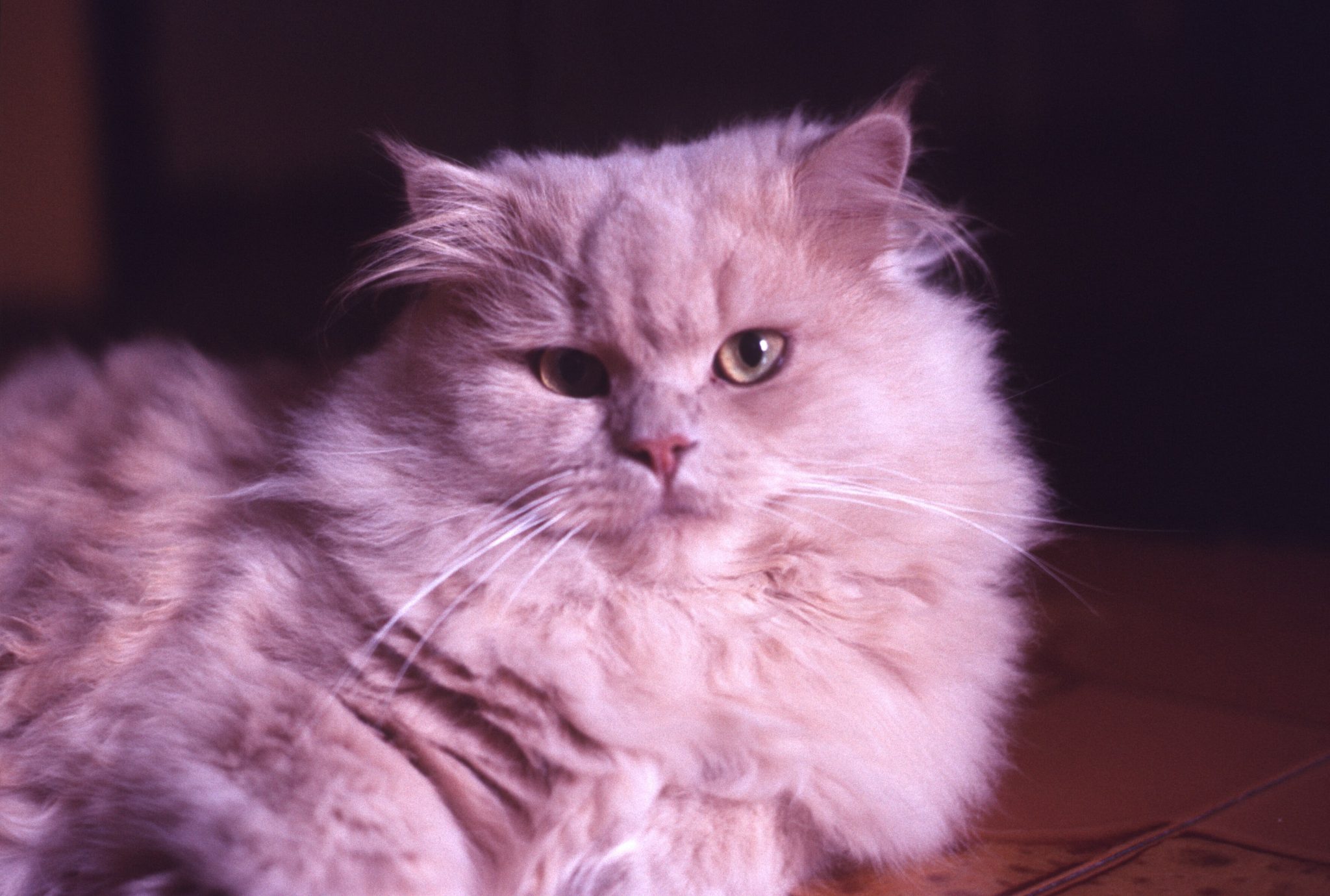 Rosso-ORIGINALE-min-2048×1380 Rosso-ORIGINALE-min-2048x1380