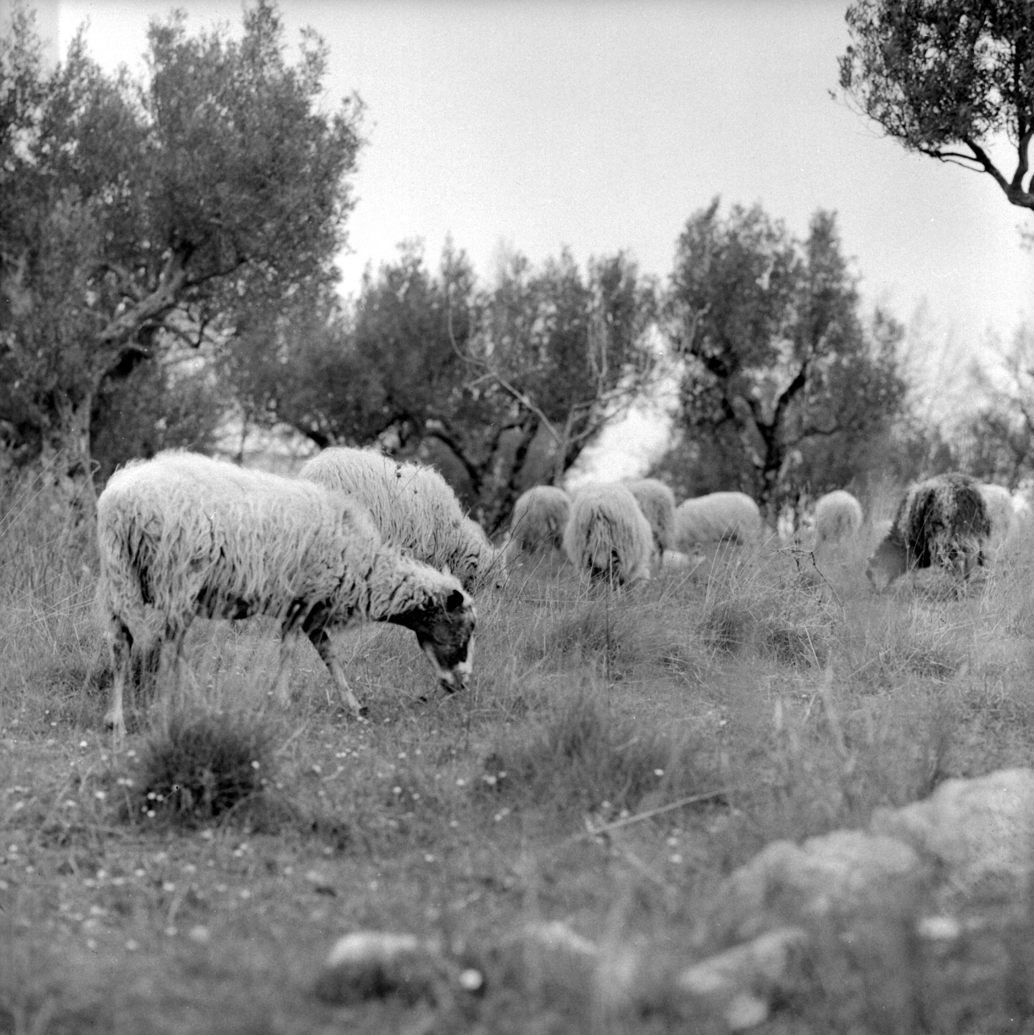 bianco-e-nero-originale-min-2046×2048 bianco-e-nero-originale-min-2046x2048